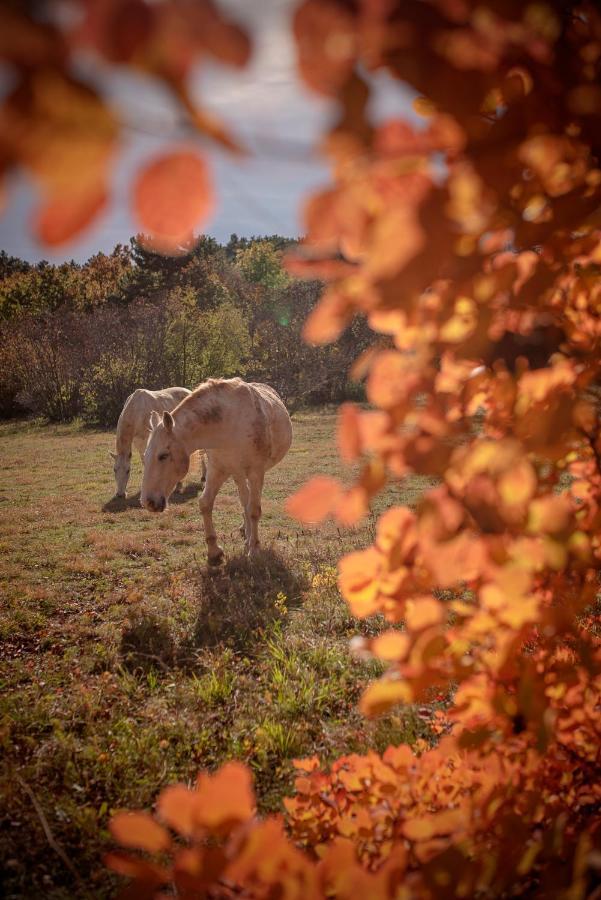 Tmbin'S Barn - Nature, Horses, Family Villa Sežana Exterior foto