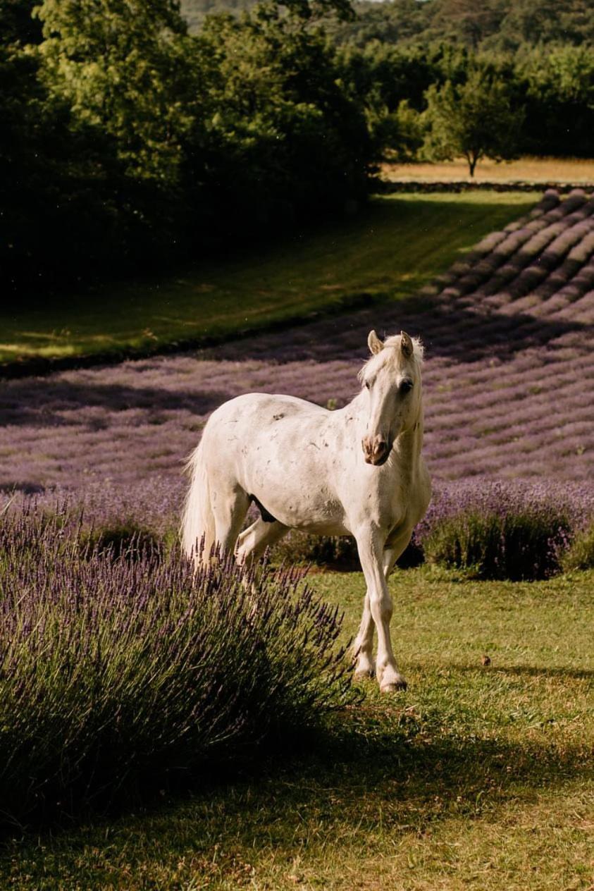 Tmbin'S Barn - Nature, Horses, Family Villa Sežana Exterior foto