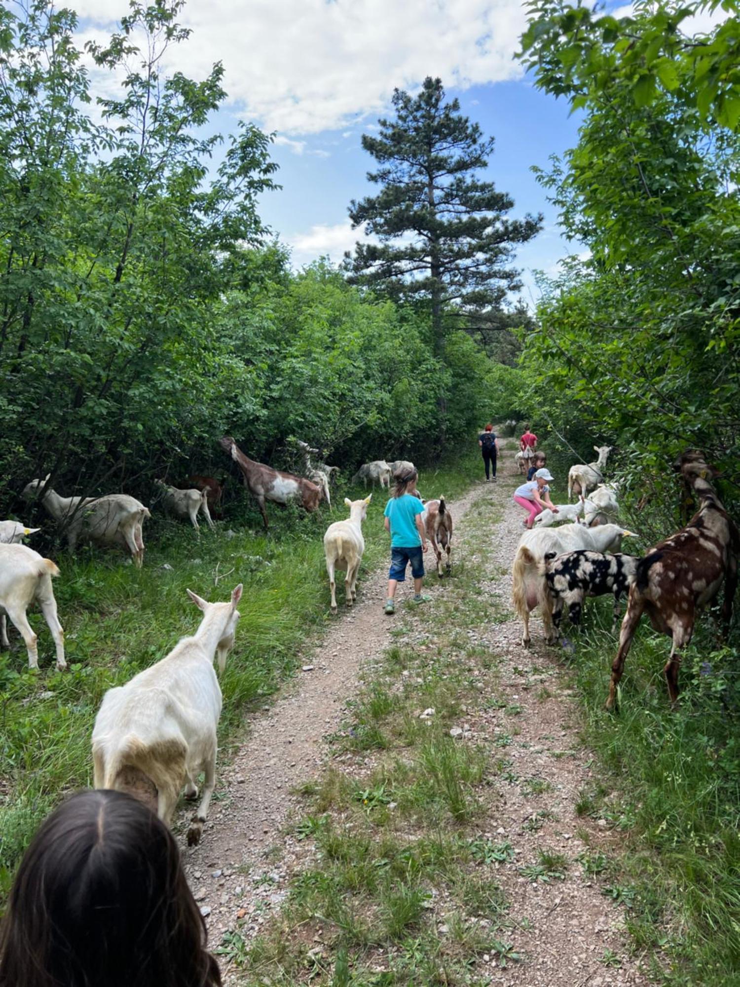 Tmbin'S Barn - Nature, Horses, Family Sežana Exterior foto